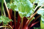 rhubarb (6K)